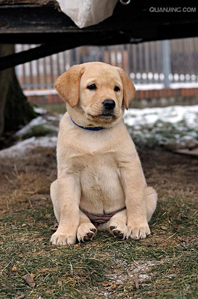 拉布拉多巡回猎犬