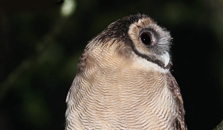 strix leptogrammica laotiana