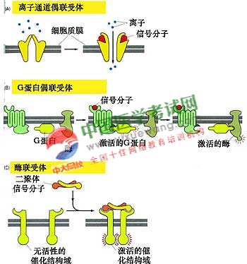 若根据表面受体与质膜的结合方式在可分为单次跨膜,7次跨膜和多亚单位