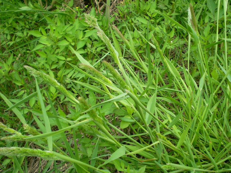  p>棒头草属(学名: i>polypogon desf.  /i>fl. atlant.