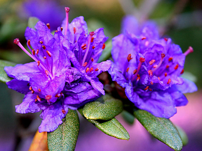  p>杜鹃(学名: i>rhododendron simsii /i> planch.
