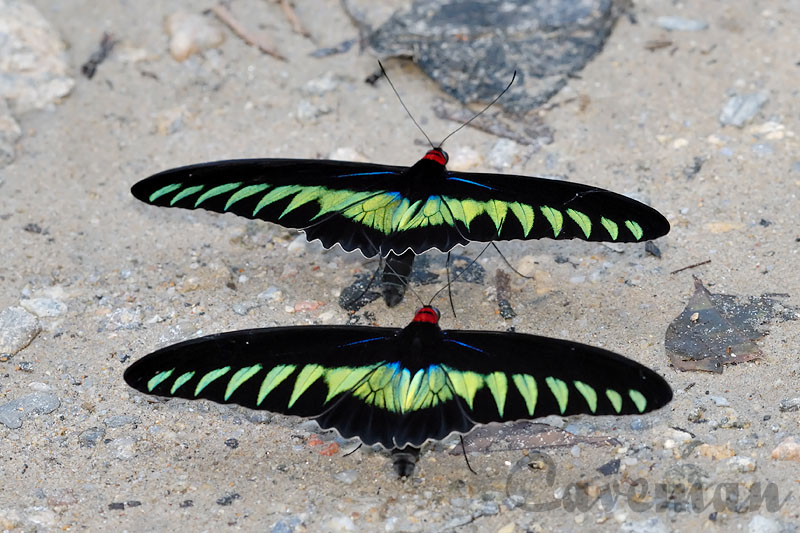  p>翠叶红颈凤蝶(学名: i>trogonoptera brookiana /i>)是凤蝶科红颈