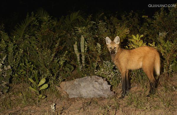  a href="#" data-lemmaid="673912">鬃狼属 /a>的一种珍稀的动物