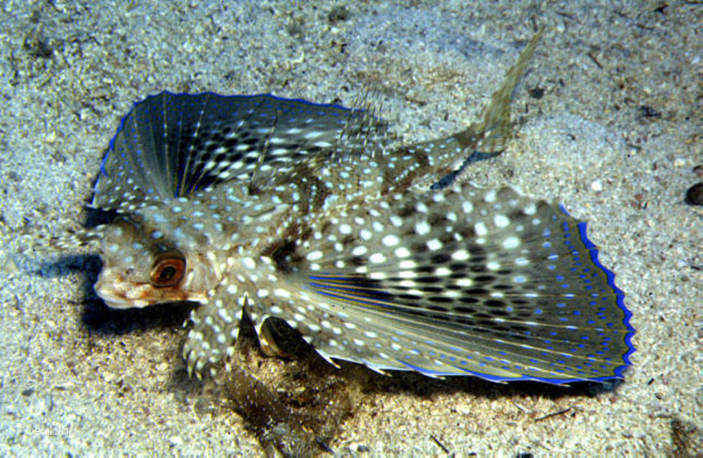gilberti (snyder) ;gilbert's flying gurnard  背鳍Ⅰ,Ⅰ
