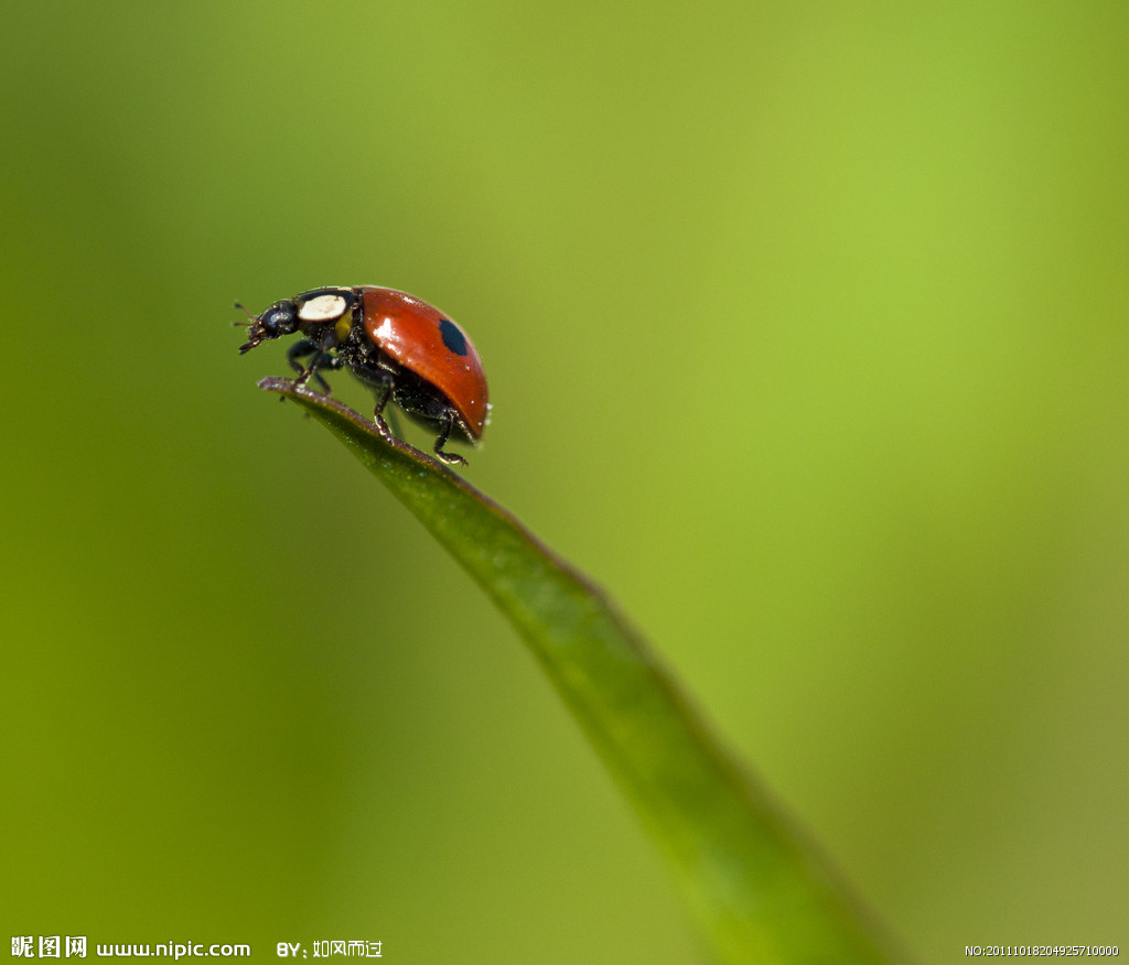 href="#">鞘翅目 /a>瓢虫科(学名: i>coccinellidae /i>)圆形突起的