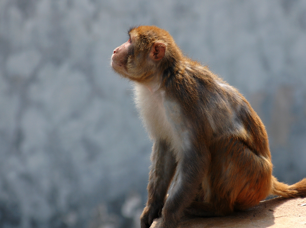  p data-id="gnyutzzyey">温州动物园位于风景秀丽的景山公园莲花芯