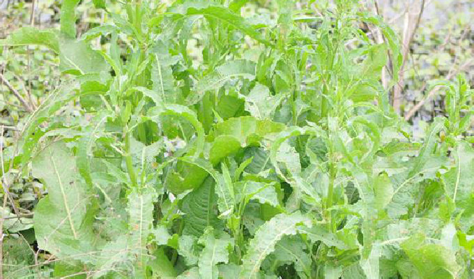  p>皱叶羊蹄,学名刺酸模,rumex maritimus l.