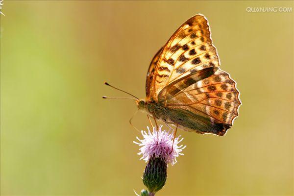  p>绿豹蛱蝶,属鳞翅目(lepidoptera),蛱蝶科(nymphalidae)豹蛱蝶属.