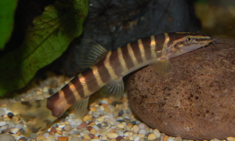  p>美丽沙鳅,,学名 i>botia pulchra  /i>(wu, 1939),为 a href="#">