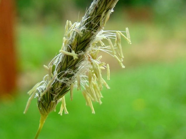  p>大看麦娘(学名: i>alopecurus pratensis /i> linn.