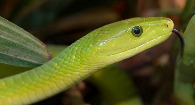  p>东部绿曼巴蛇,是一种剧毒蛇类,平均长度只有1.4米,生活于非洲东部.