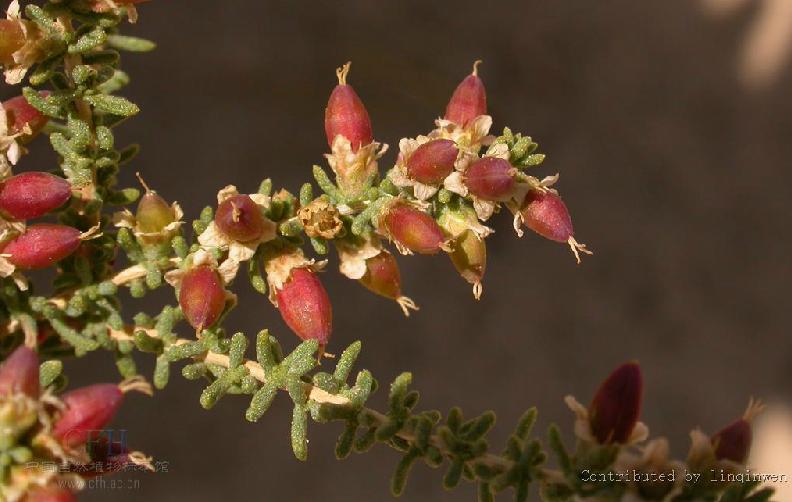 是柽柳科下一个属,半灌木或灌木,有多数曲拐的小枝.