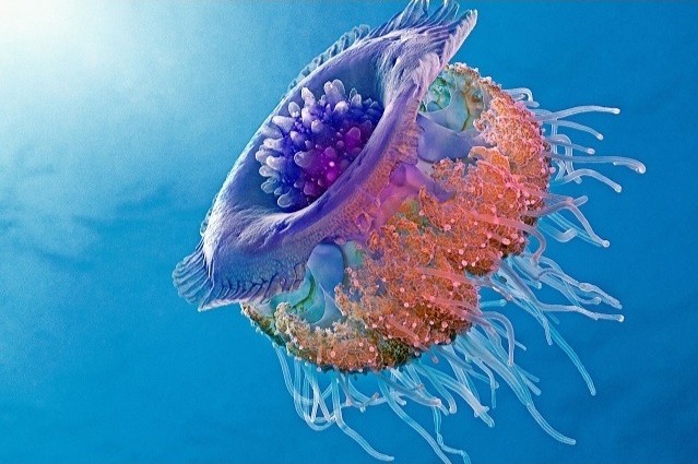  p>皇冠水母(学名: i>cephea cephea /i> ):是一种巨大的 a target="