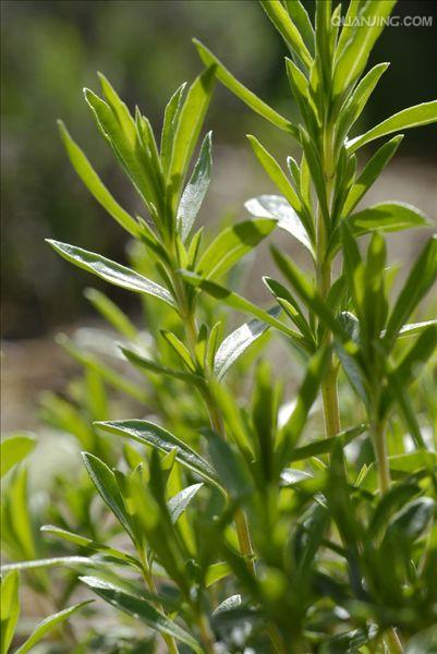  a href="#" data-lemmaid="3113946">风轮菜属 /a>多年生草本,高可达