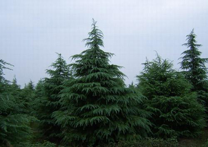  p>宝塔松为常绿乔木,高达70余米,分枝平展,层次明显,树冠宝塔形.