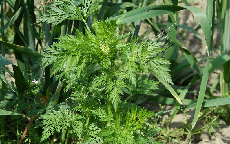  p>野胡萝卜(学名: i>daucus carota /i>  l.