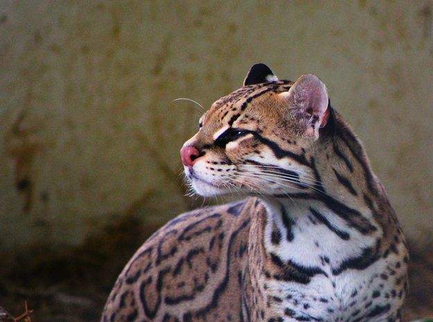  p>虎猫(学名: i>leopardus pardalis /i>):共有10个 a href="#" data