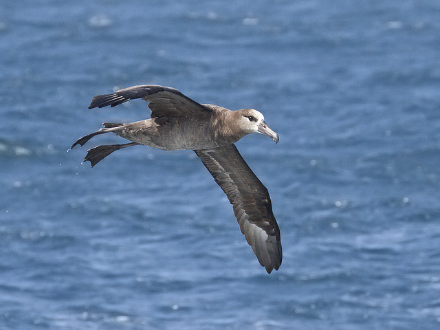  p>黑脚信天翁(学名: i>phoebastria nigripes /i>)为鹱形目 a target