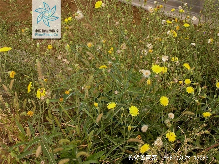 是菊科, a target="_blank" href="/item/苦苣菜属">苦苣菜属 /a>