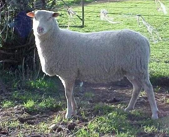 芬兰兰德瑞斯羊