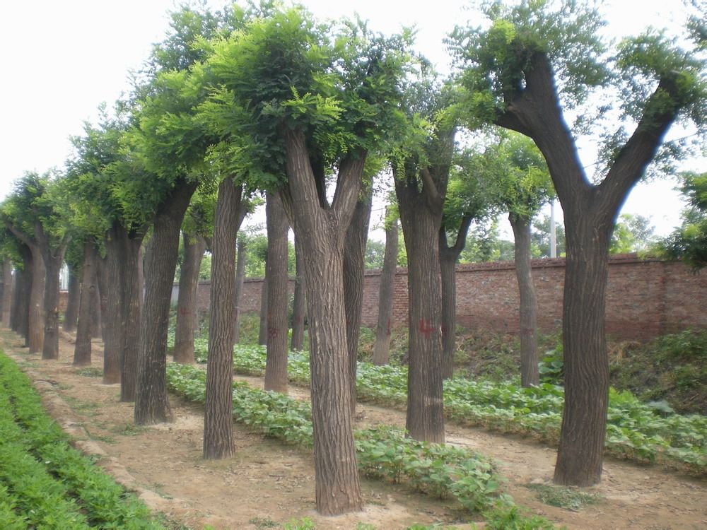 sophora japonica linn.