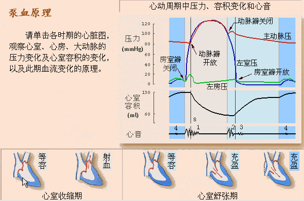等容收缩期