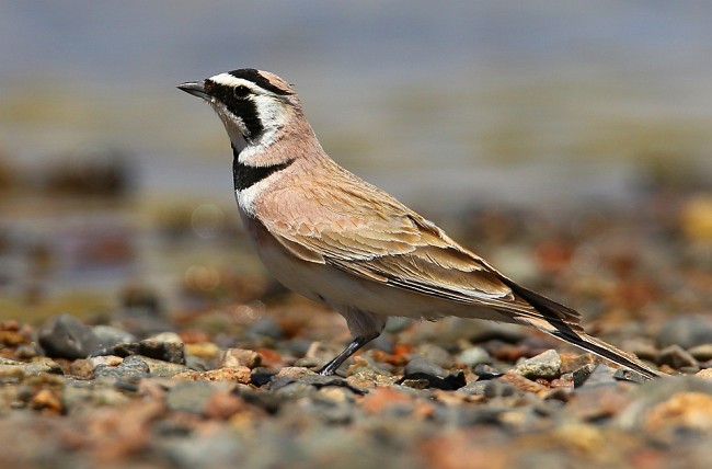  p>角百灵东北亚种(学名: i>eremophila alpestris brandti /i>)是角