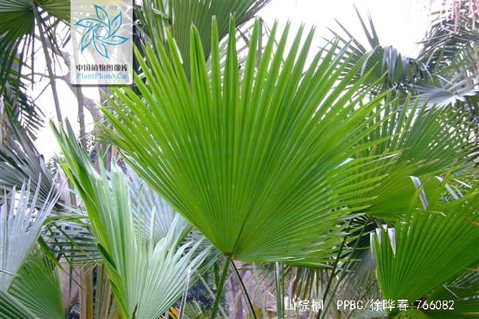  p>山棕榈,拉丁学名:trachycarpus martianus (wall.) h.