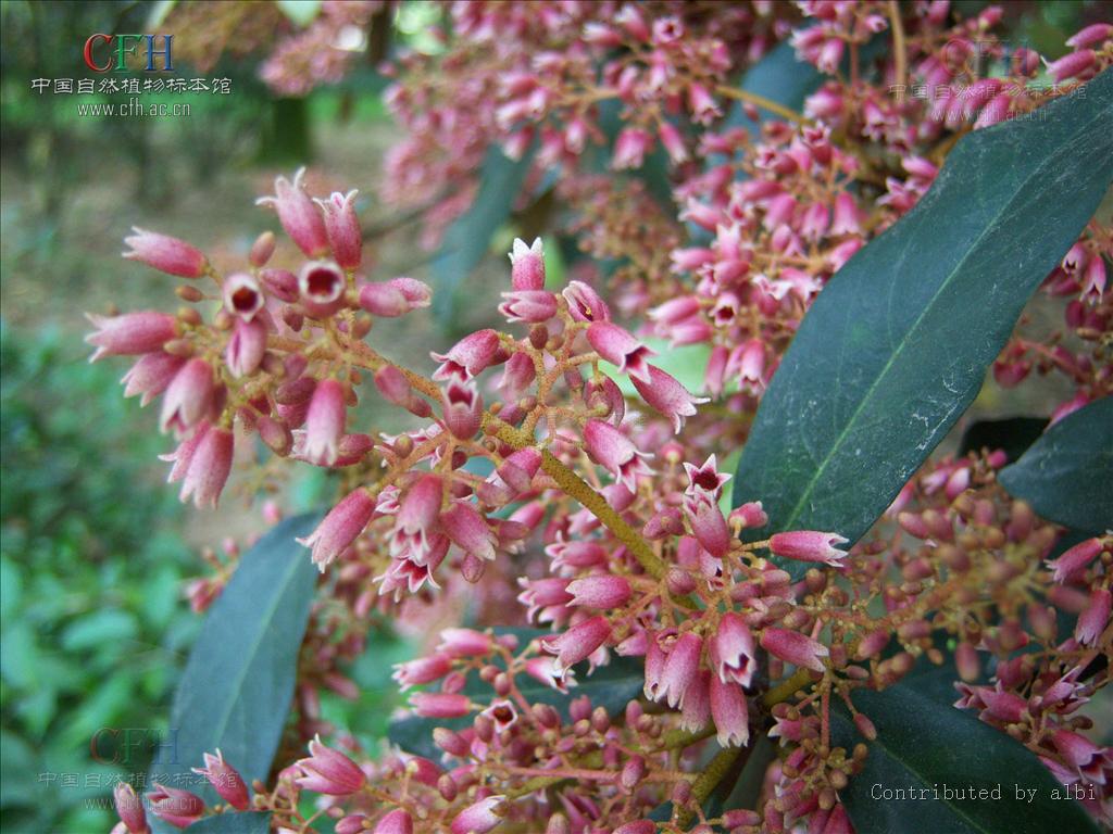  p>五桠果亚纲 (dilleniidae)是 a href="#" data-lemmaid="3515653">