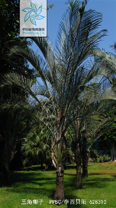  p>三角椰子(学名: i>dypsis decaryi /i> (jum.