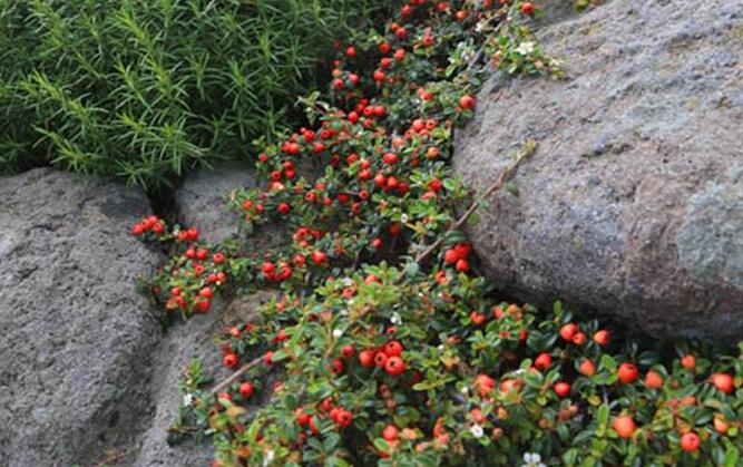  p>匍匐栒子(学名: i>cotoneaster adpressus /i> bois)是蔷薇科,栒子