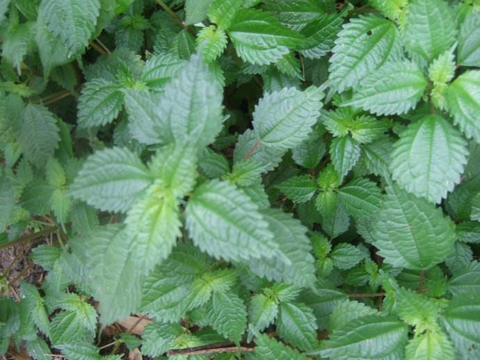  p>山冷水花(学名: i>pilea japonica /i> (maxim.) hand.-mazz.