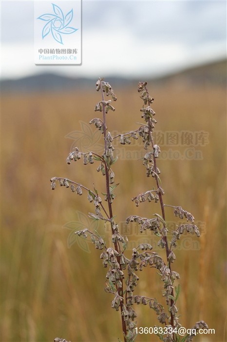 artemisia roxburghiana