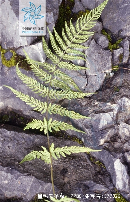  p>星毛紫柄蕨,紫柄蕨属植物.生林下沟边或灌丛,海拔1300-2900米. /p>