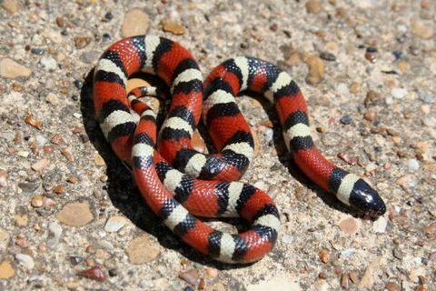  p>牛奶蛇,这是所有陆栖蛇类分布最广的种类之一,从加拿大东南部到