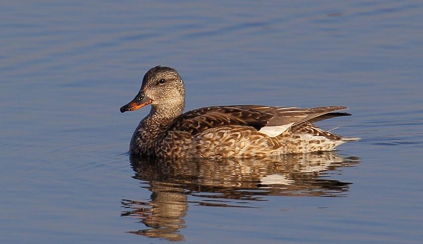  p>爪哇灰鸭(学名:anas gibberifrons)属鸭科鸭属中型 a target="