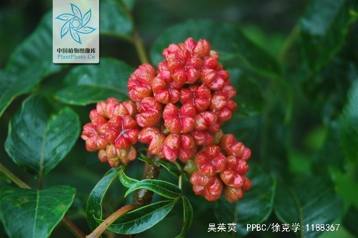 吴茱萸