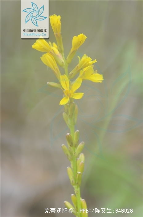 p>芜菁还阳参(学名: i>crepis napifera  /i>(franch.
