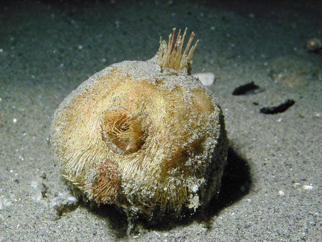 echinocardium cordatum /i>):是一种普通的 a href="#">心形海胆 /a>