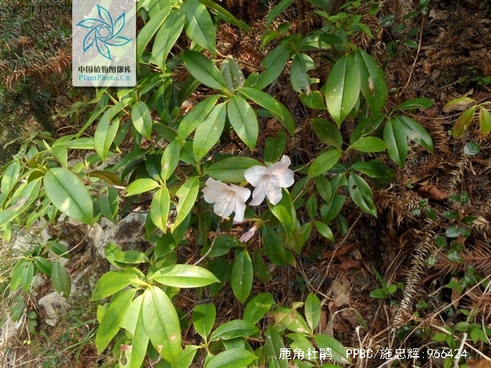  p>鹿角杜鹃(学名: i>rhododendron latoucheae /i> franch.