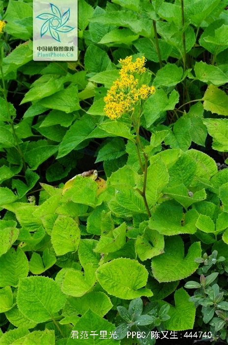  p>君范千里光(学名:senecio lingianus)为 a href="#">菊科 /a> a