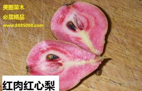 红肉红心梨