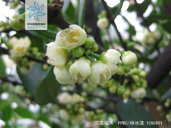  p> a href="#">菲岛福木 /a>,别名:福木,福树,拉丁文名:garcinia sub
