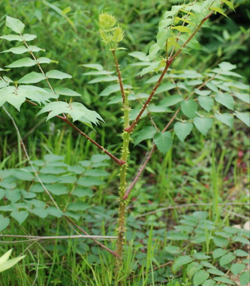 aralia foliolosa (wall.) seem.