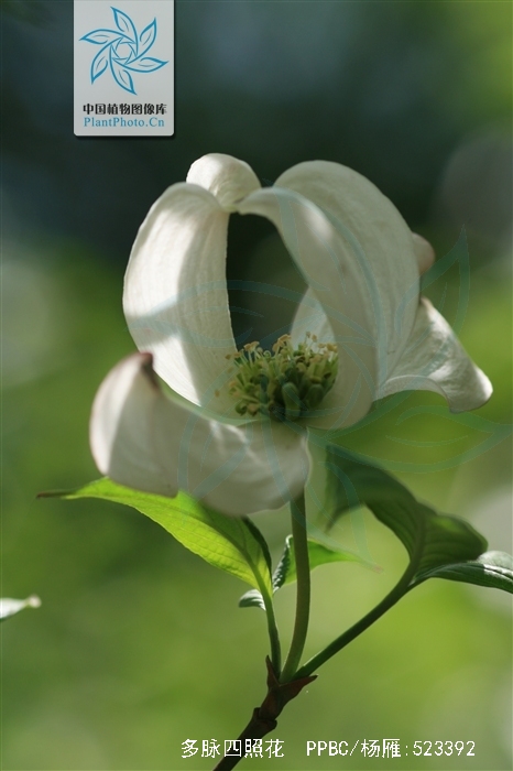  p>多脉四照花是(学名: i>dendrobenthamia multinervosa /i> (pojark