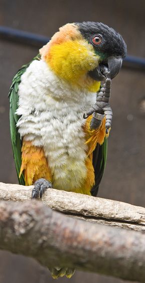  p>黑头凯克鹦鹉(学名:pionites melanocephalus)2种亚种.