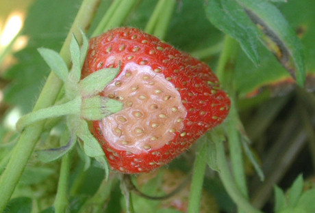 草莓果腐病
