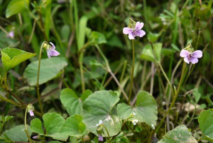  p>柔毛堇菜(学名:viola principis)是堇菜科堇菜属的多年生草本植物.