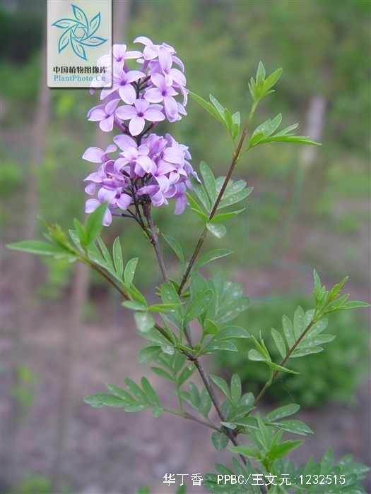  p>华丁香(学名: i>syringa protolaciniata /i> p. s.