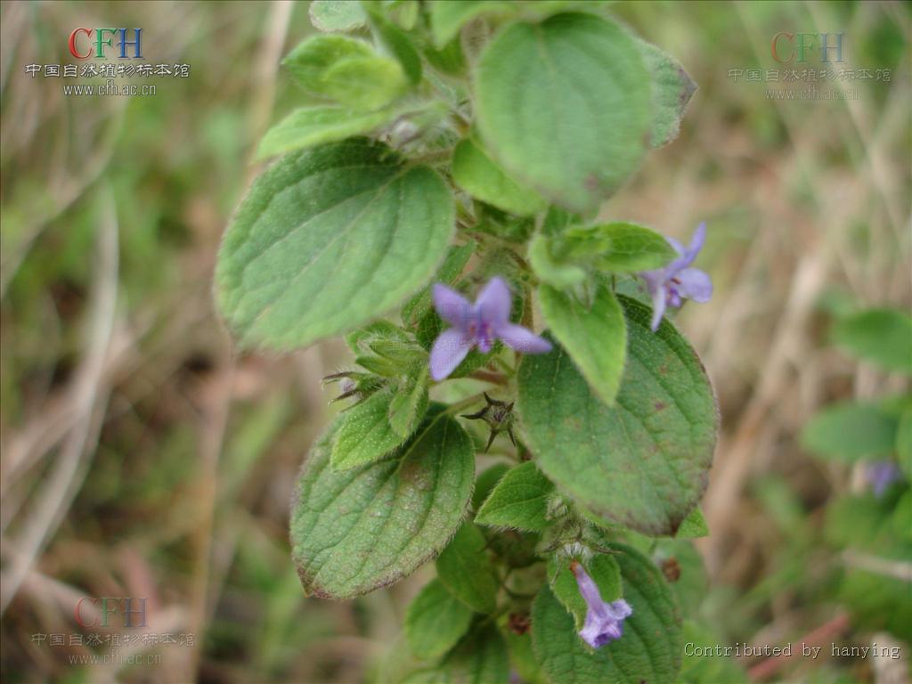兰香子,唇形科罗勒属一年生草本 a target="_blank" href="/item/植物